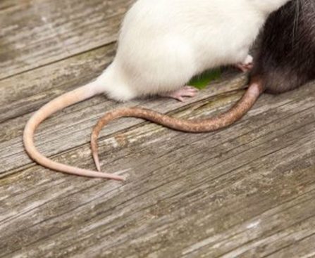 Rat Prevention Essentials: Pest Control Wisdom