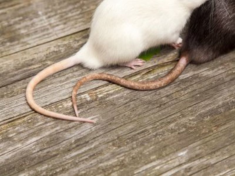 Rat Prevention Essentials: Pest Control Wisdom